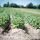 agriculture-2654157_1280