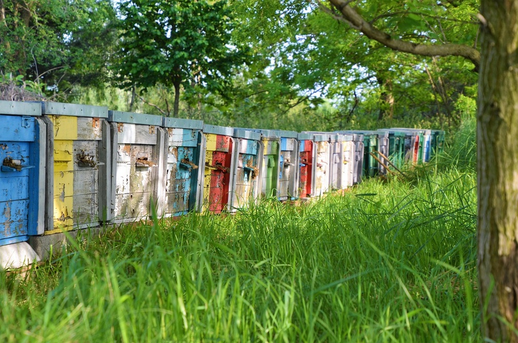 beekeeping-4232534_1280