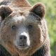 brown-bear-858720_1280
