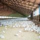 chicken-4689310_1280