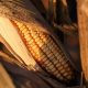 corn-9064747_1280