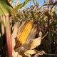 cornfield-972283_1280