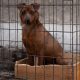 dog-6259648_1280
