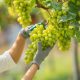 Green grape farm. Small family business. Happy smiling cheerful