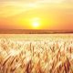 field-4034274_1280