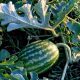 fruit-4721662_1280