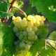 grapes-908989_1280