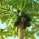 papaya-papaya-243241_1280