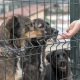 person-reaching-dogs-through-fence-shelter