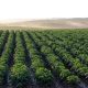 potato-field-4357002_1280