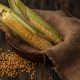 top view of organic fresh corns with hair on a sack cloth bucket with kernels isolated on a wooden background