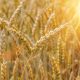 wheat-4298804_1280