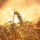 wheat-639779_1280