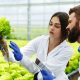 Woman and man in laboratory robes examine carefully plants in th