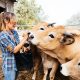 Farmer woman standing with bag in hand and feeding cows