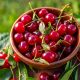 Delicious sour cherries