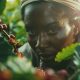 adult-nature-coffee-harvesting