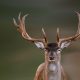 deer-1991754_1280