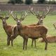 european-deer-2740206_1280