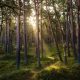 forest-7311484_1280