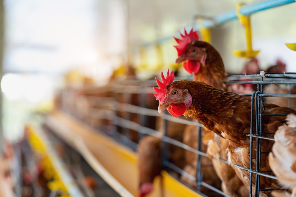 Hens in factory, Chicken in cages