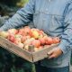 Old senior standing in a summer garden with harvest