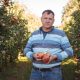 Portrait of farmer holding apples in apple orchard on a sunny day