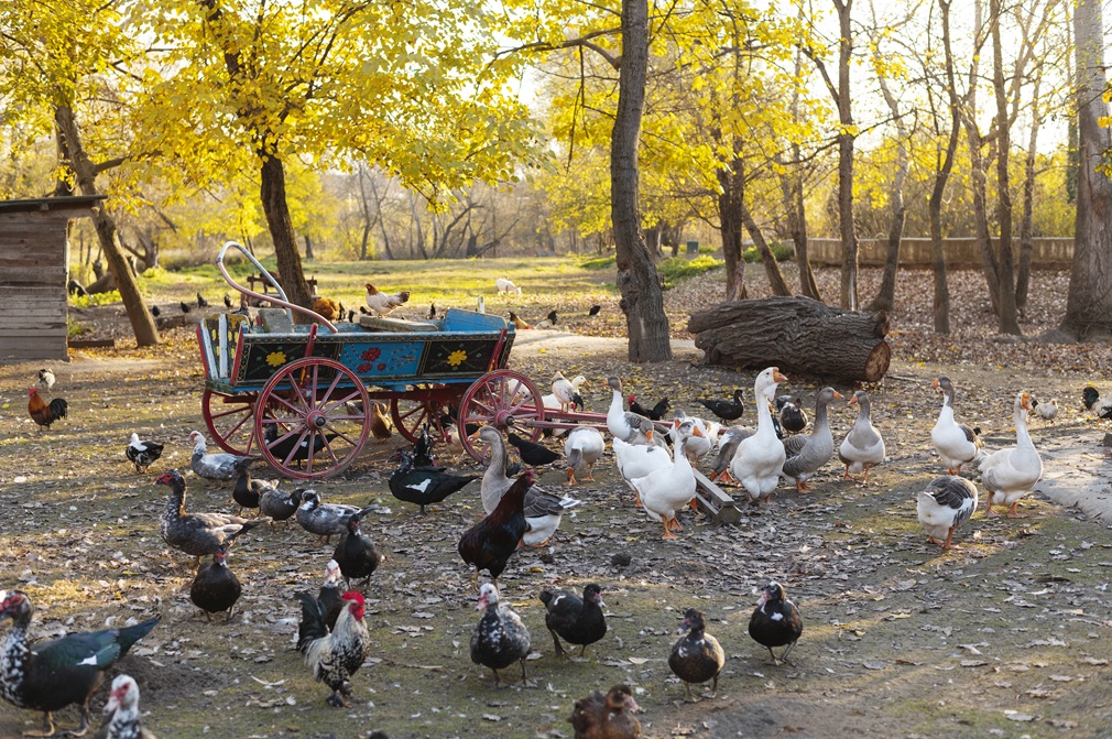 close-up-rural-farm-growing-birds