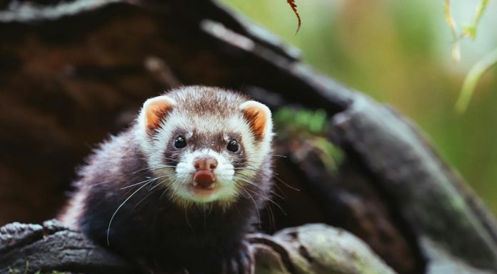 Tvor – i štetočina i saveznik neprijatnog mirisa