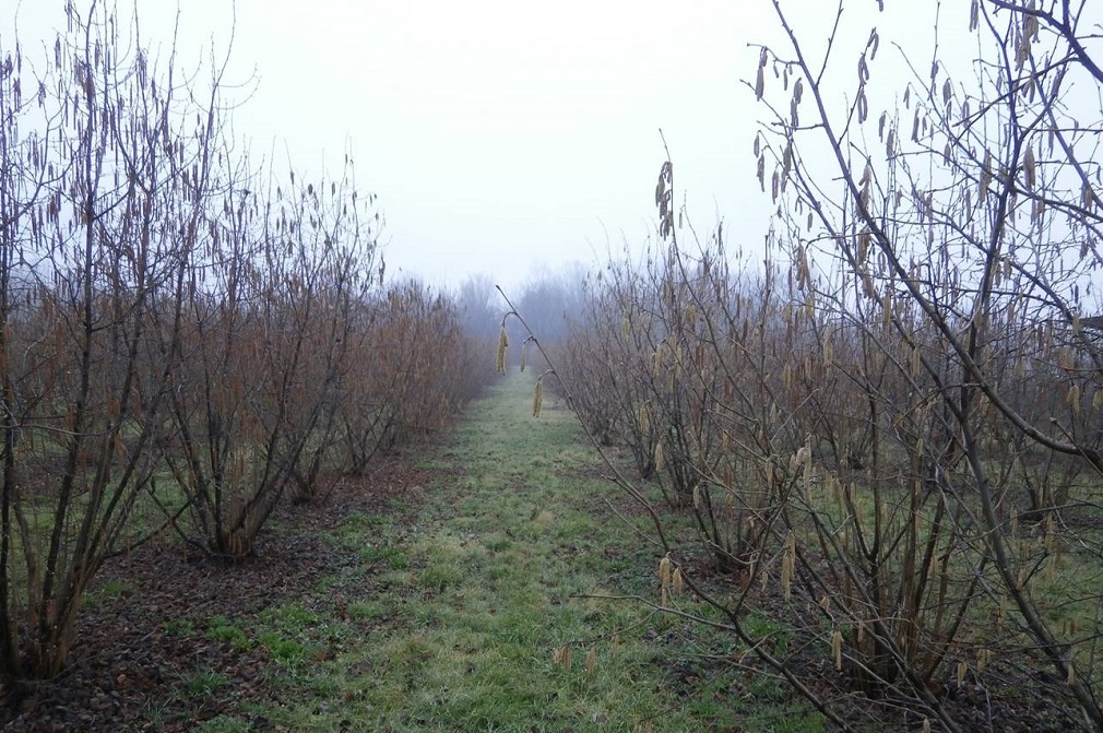 Vodič-za-rezidbu-zbunastog-lešnika-1
