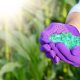 Farmer hold fertilizers in his hands with corn stems at backgrou