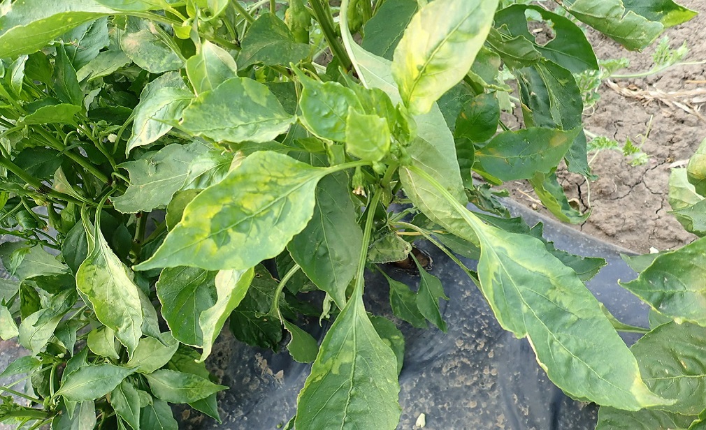Paprika na otvorenom na udaru vaši (1)