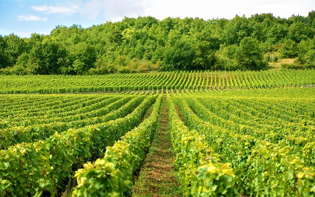 Visoke temperature utiču na izbor novih sorti vinove loze (1)