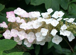 Hrastolika hortenzija – elegantna lepotica koja osvaja vrt tokom cele godine