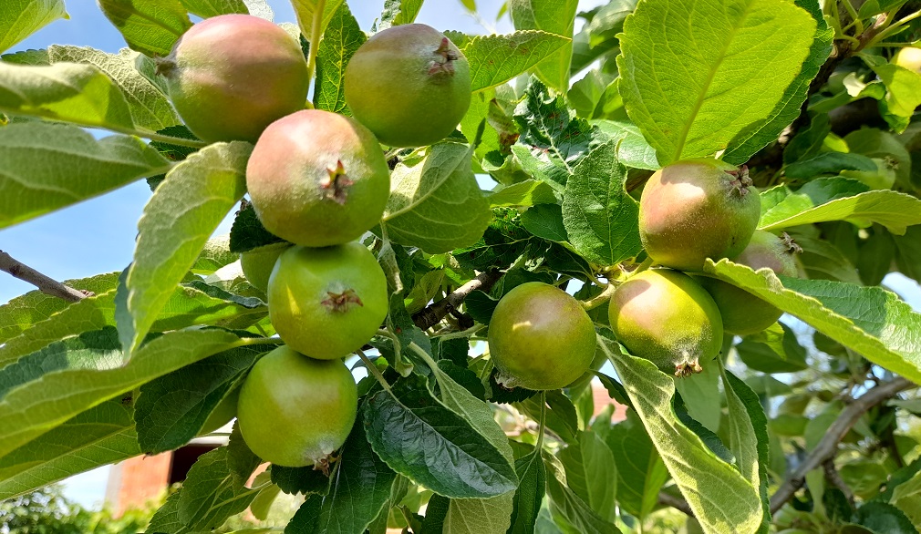 Nema odmora za proizvođače jabuka (2)
