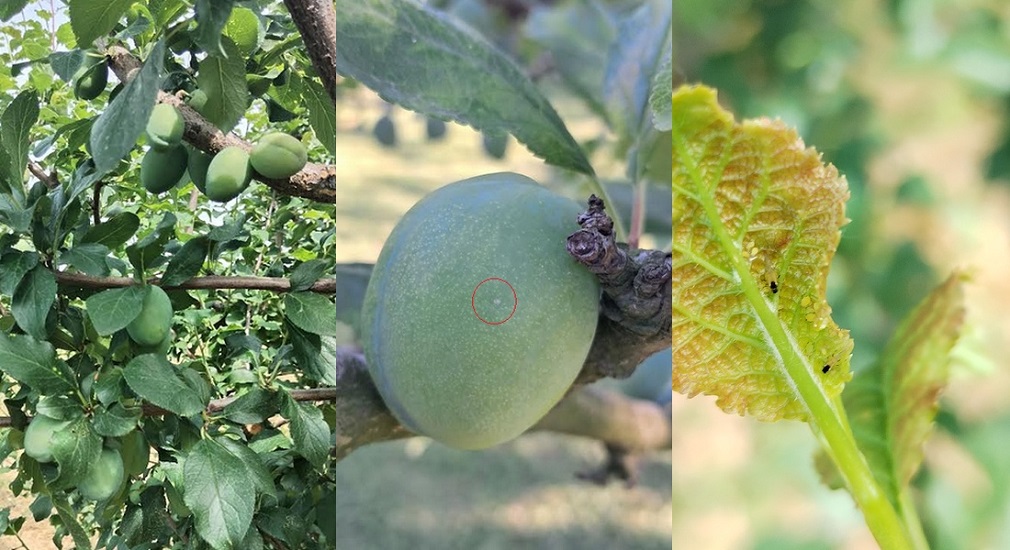 Povećana aktivnost šljivinog smotavca i vaši u zasadima šljiva