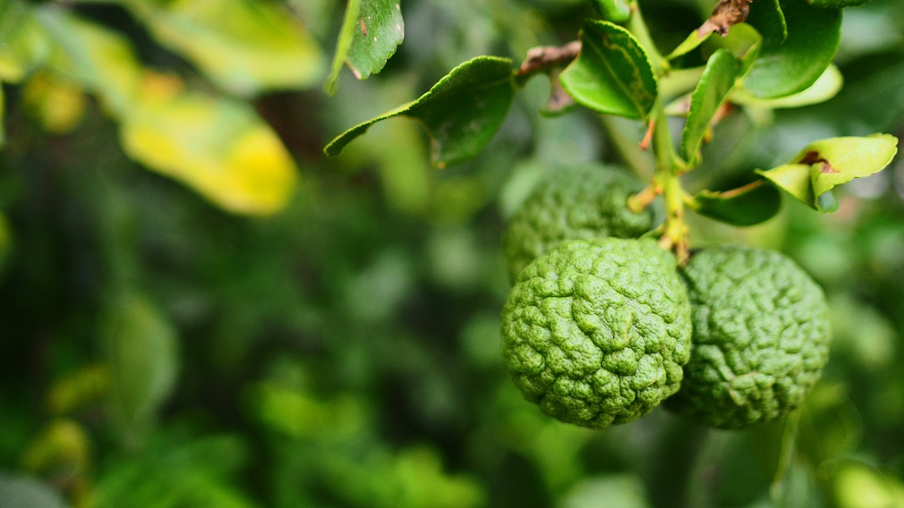 Bergamot izlazi iz sveta parfema i osvaja gastronomiju (1)