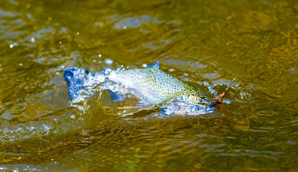 aleshava-fish-6688750