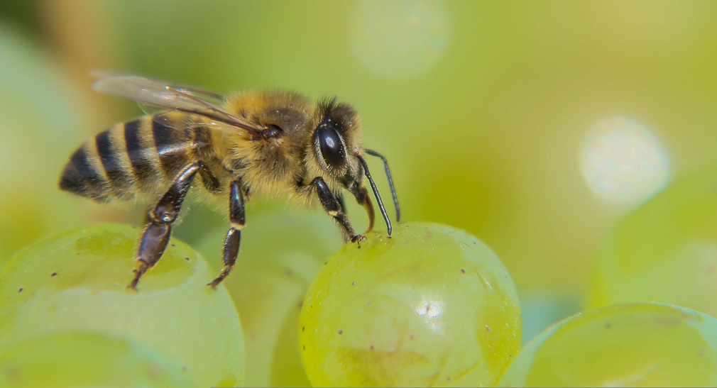 selenee51-bee-4444642