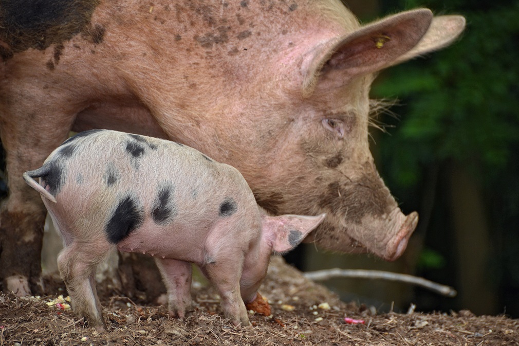 250432-pig-376713