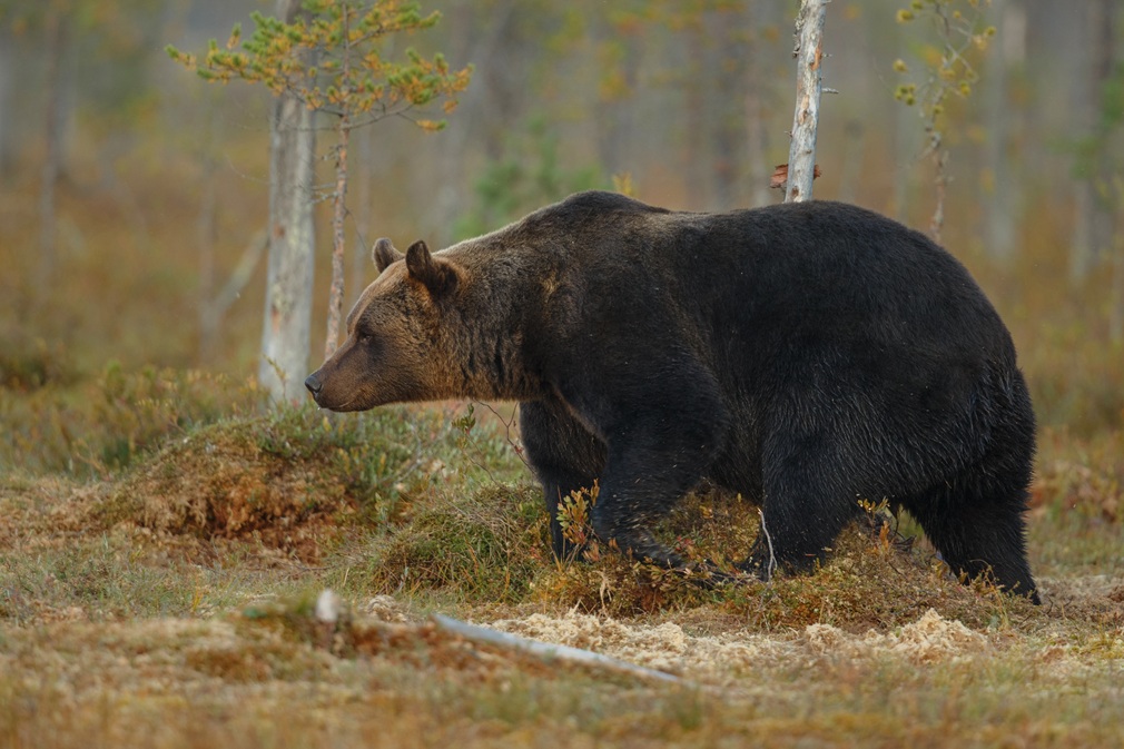 brown-bear-nature-habitat-finland (1)
