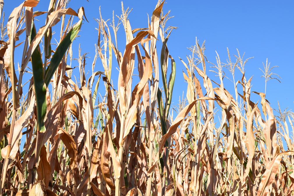 dry-corn-field-in-midsummer-2026-03-26-00-09-08-utc