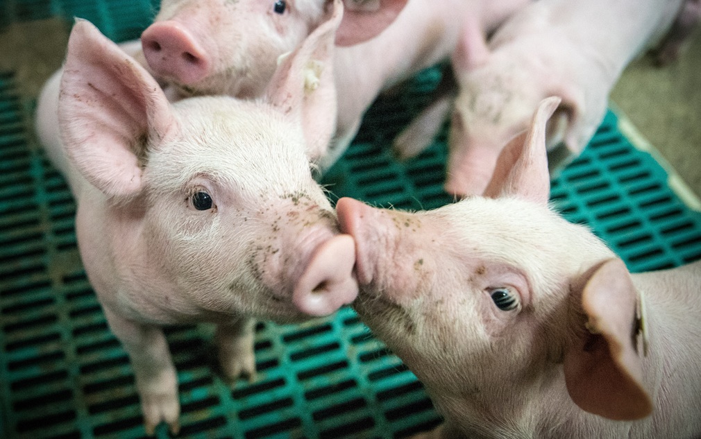 ehrecke-piglet-4133939