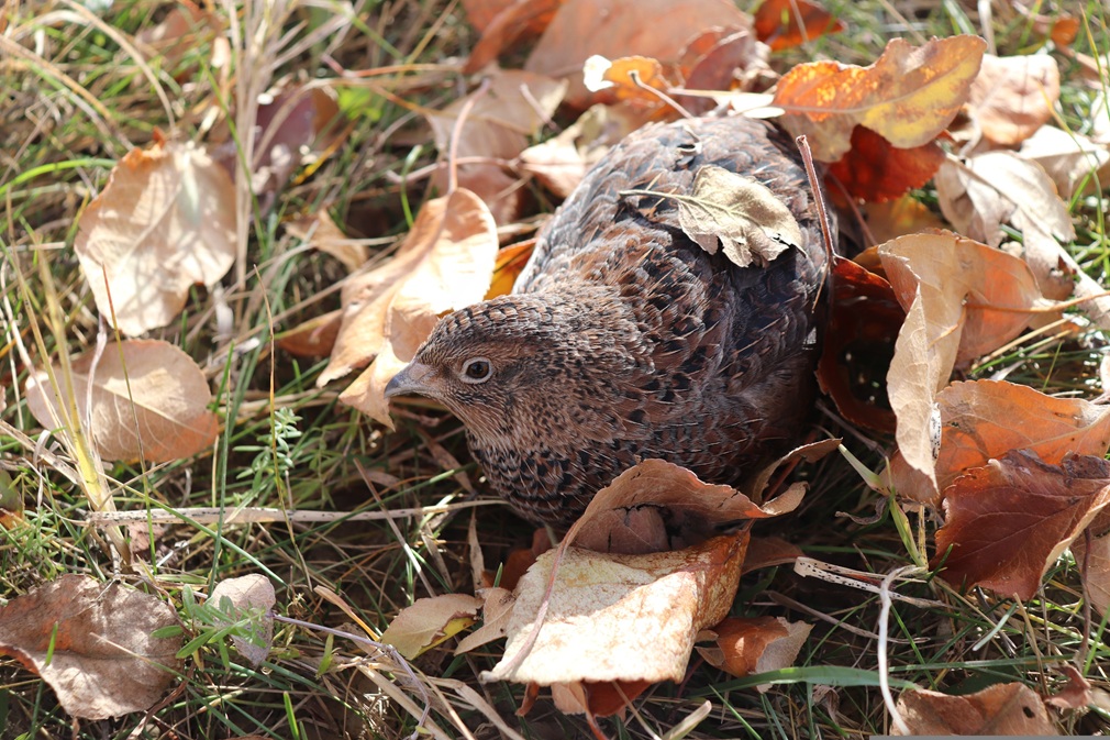 harikalardiyari-quail-4658803
