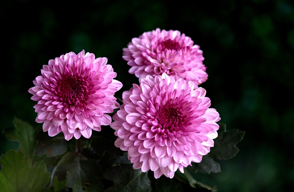 ignartonosbg-chrysanthemum-6488438