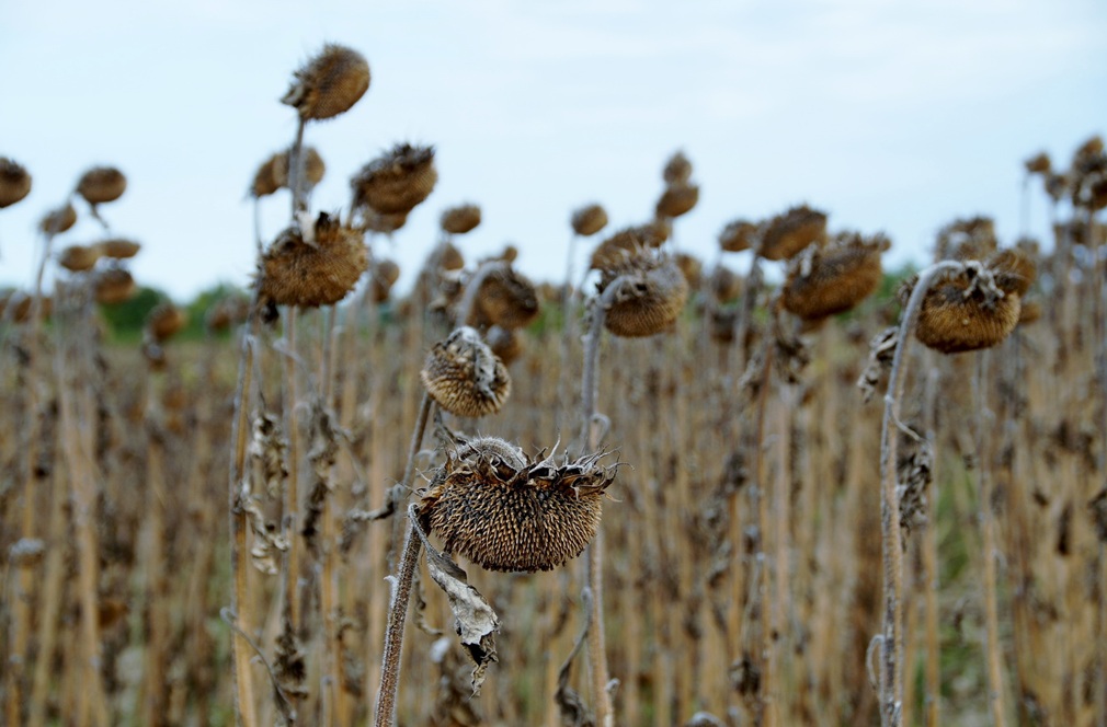 ivabalk-sunflower-954557