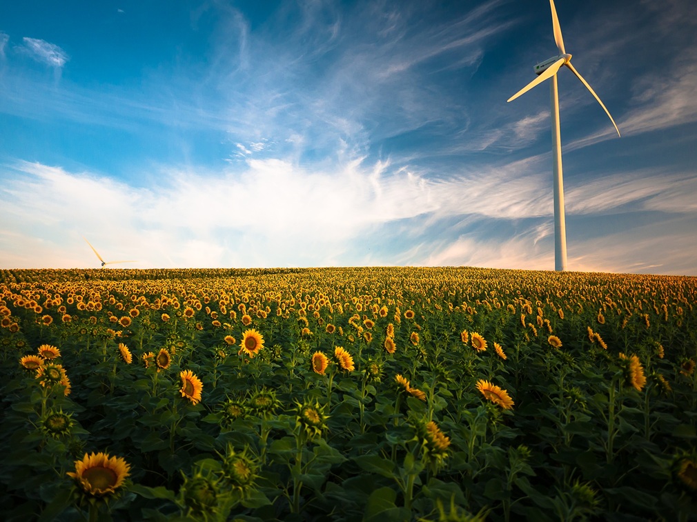 pexels-sunflowers-1853323