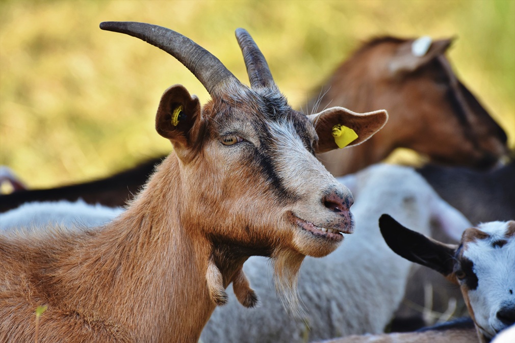 ralphs_fotos-goat-4366206