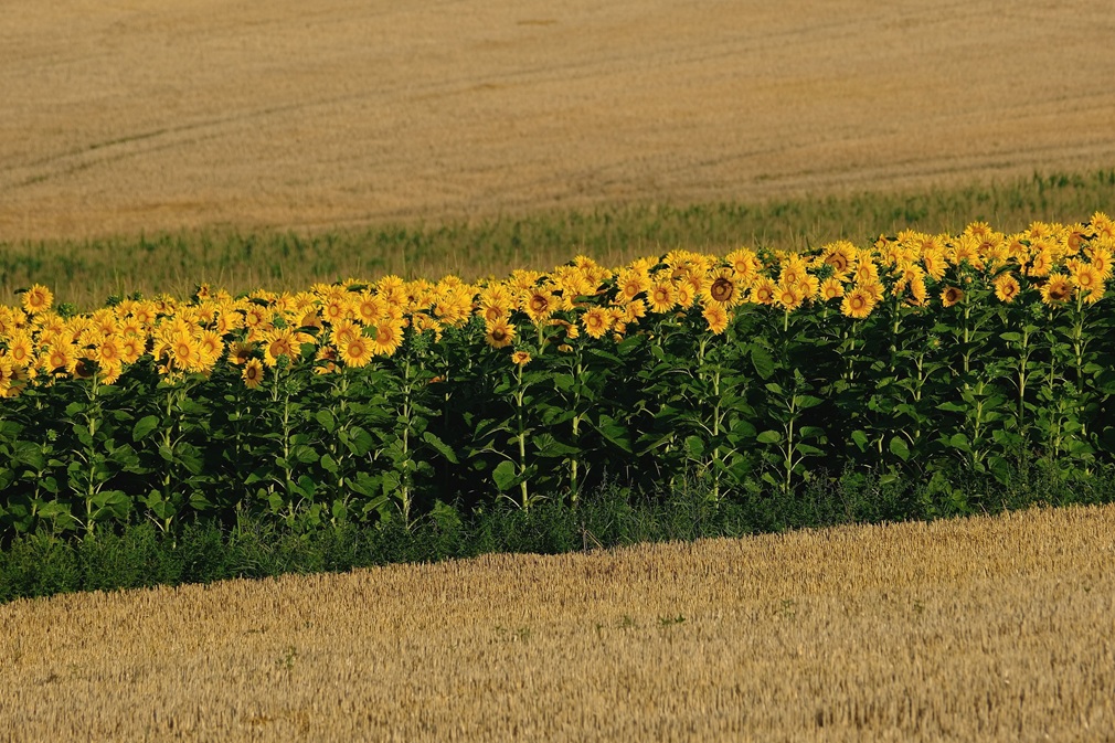 shogun-sunflowers-8180147