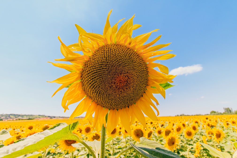 summerstock-sunflower-1507956